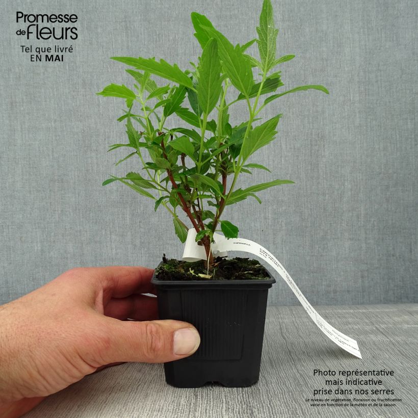 Exemplaar van Caryopteris clandonensis Camara Dark Blue - Blauwe spirea Kweekpotje van 8/9 cm zoals geleverd in de lente