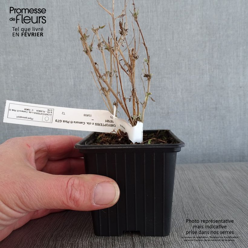 Exemplaar van Caryopteris clandonensis Camara Roze - Blauwe spirea Kweekpotje van 8/9 cm zoals geleverd in de winter