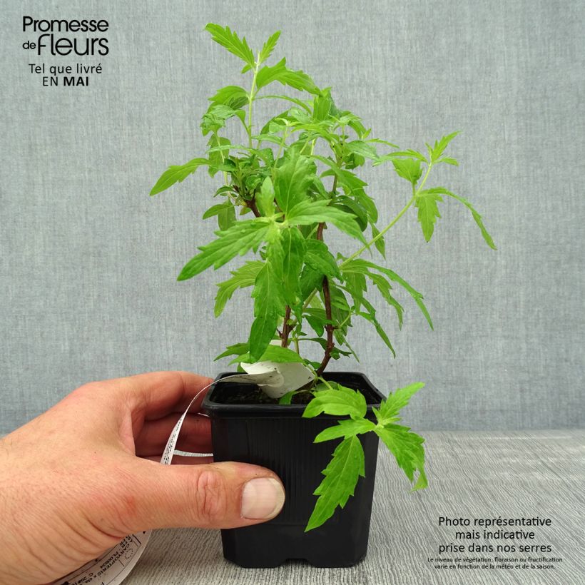 Exemplaar van Caryopteris clandonensis Camara Roze - Blauwe spirea Kweekpotje van 8/9 cm zoals geleverd in de lente