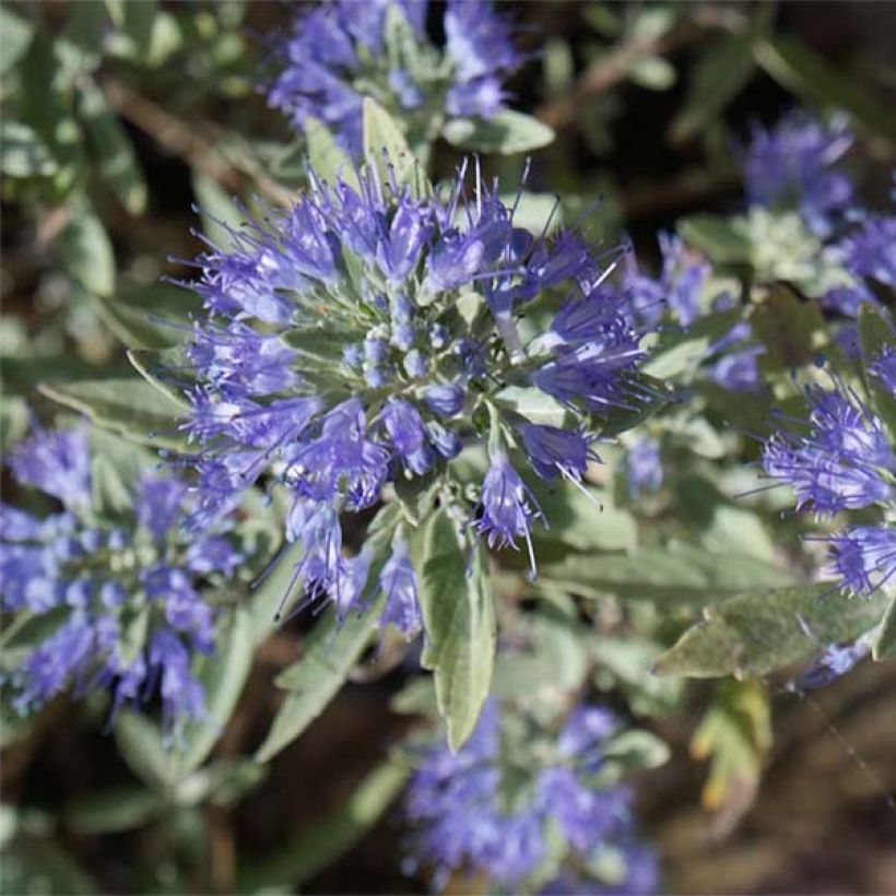Caryopteris clandonensis Heavenly Blue - Blauwe spirea (Flowering)