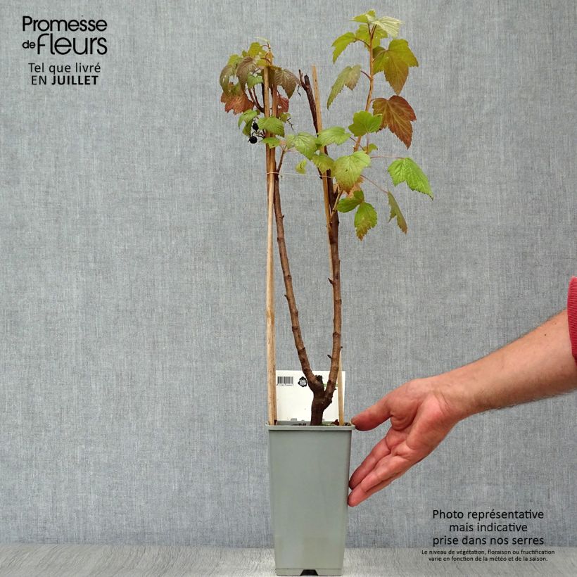 Exemplaar van Jostabes - Ribes nidigrolaria Pot van 1,5 l/2 l, Struik zoals geleverd in de zomer
