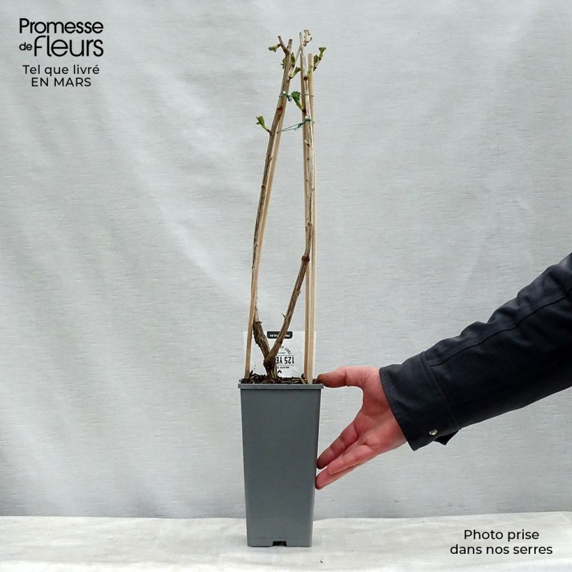 Exemplaar van Jostabes - Ribes nidigrolaria Pot van 1,5 l/2 l, Struik zoals geleverd in de lente