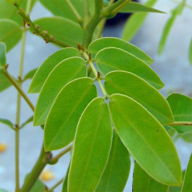 Cassia floribunda - Senne (Foliage)
