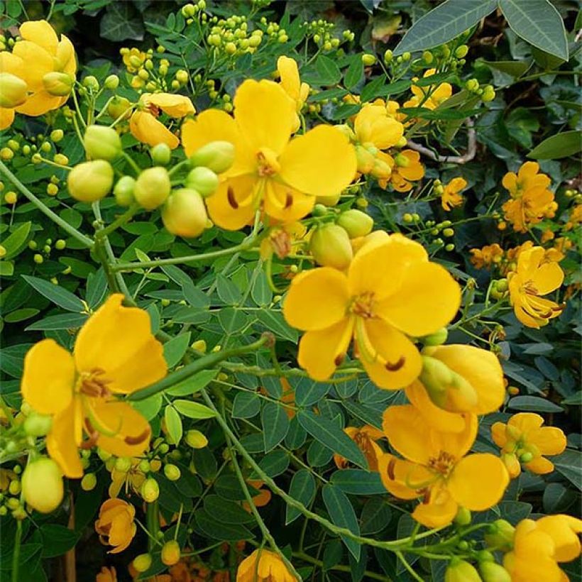 Cassia floribunda - Senne (Flowering)