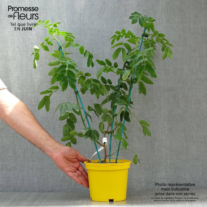 Exemplaar van Cassia floribunda - Senne Pot van 2 l/3 l zoals geleverd in de zomer