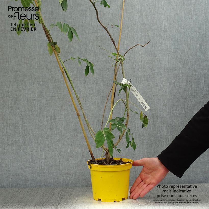 Example of Cassia floribunda - Senné Pot van 2 l/3 l as you get in hiver