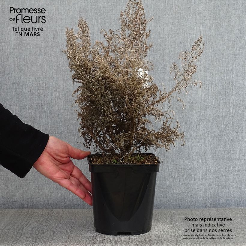 Example of Cassinia retorta Ward Silver - Buisson miel Pot van 3 l/4 l as you get in hiver