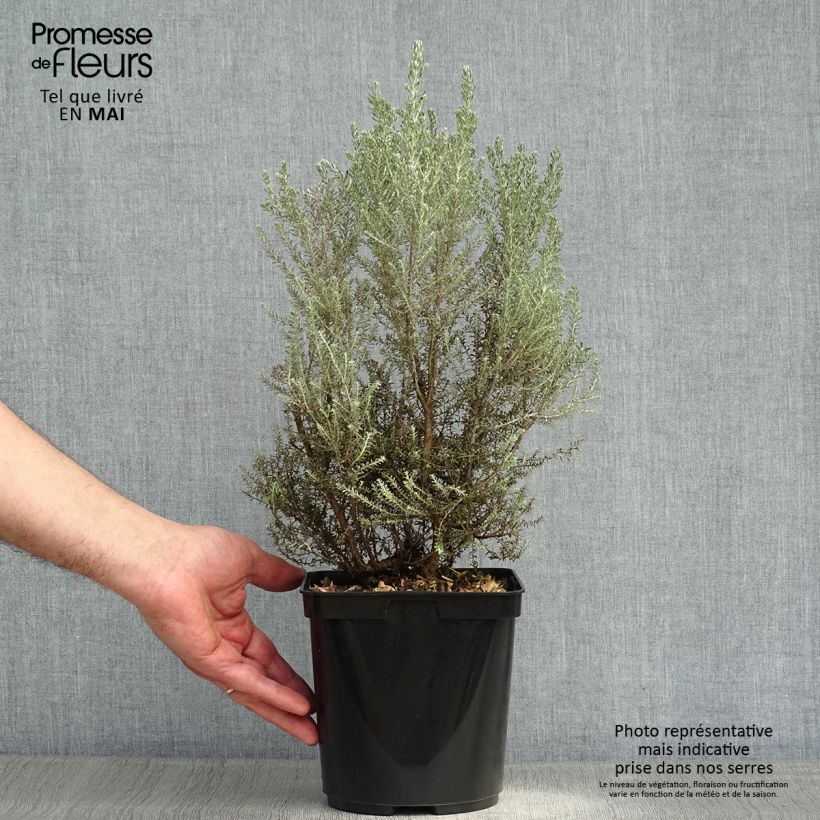 Exemplaar van Cassinia retorta Ward Silver - Buisson miel Pot van 3 l/4 l zoals geleverd in de lente