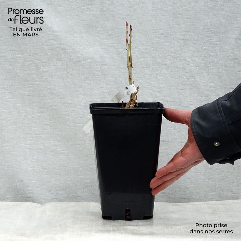 Exemplaar van Zwarte bes Andega (autofertiel) Pot van 1,5 l/2 l, Struik zoals geleverd in de lente