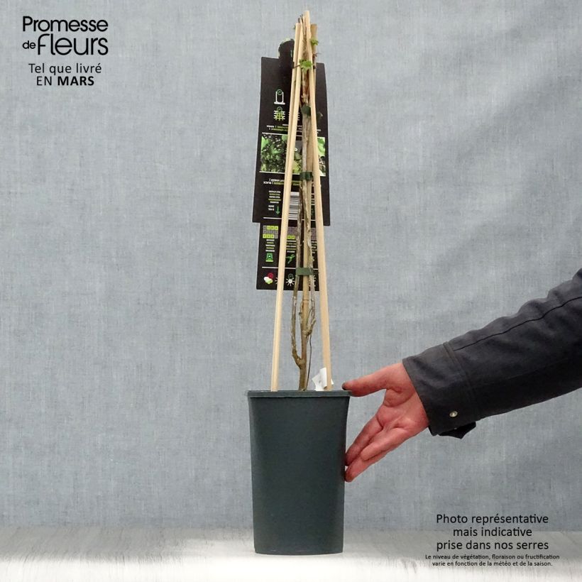 Exemplaar van Zwarte bes Ben Nevis Pot van 1,5 l/2 l, Struik zoals geleverd in de lente