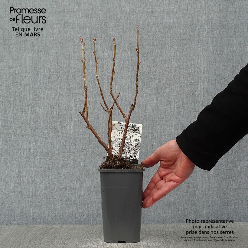 Exemplaar van Zwarte bes Black Down Pot van 1 l/1,5 l, Struik zoals geleverd in de winter