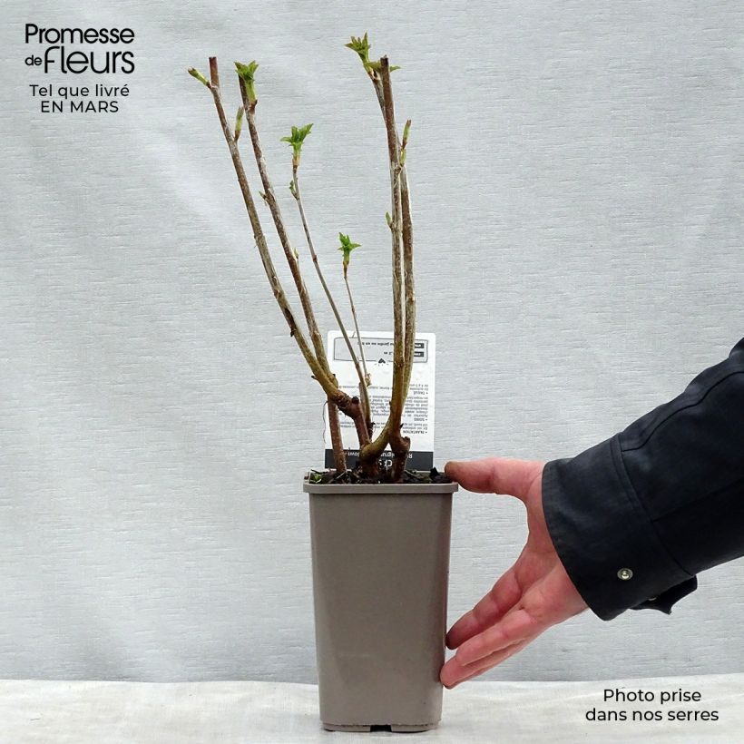 Exemplaar van Zwarte bes Black Down Pot van 1 l/1,5 l, Struik zoals geleverd in de lente