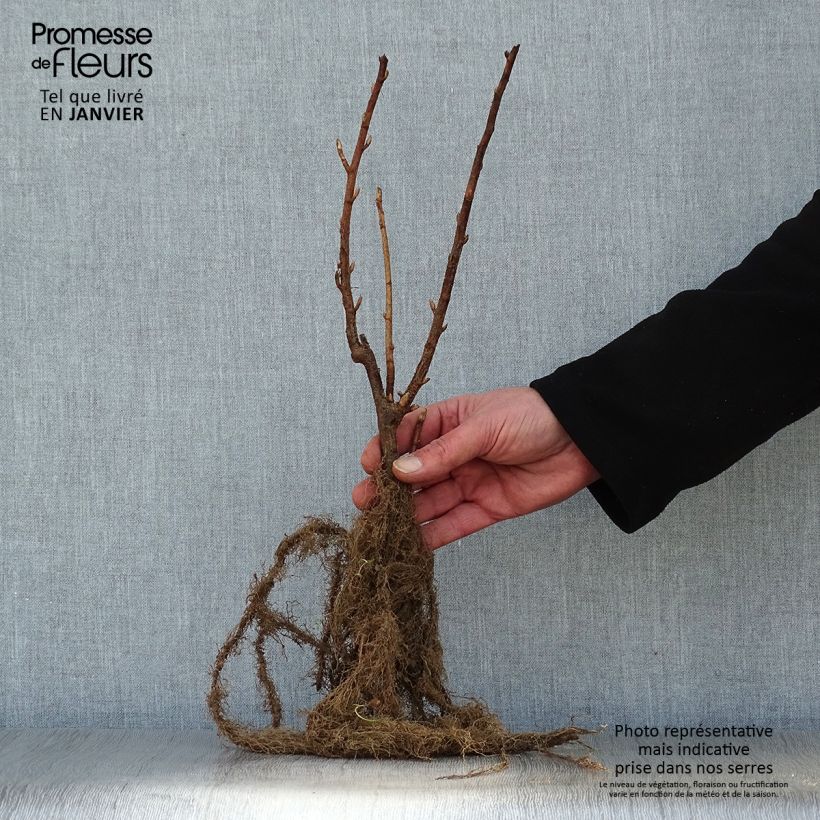 Exemplaar van Zwarte bes Black Down Naakte wortel, Struik zoals geleverd in de winter