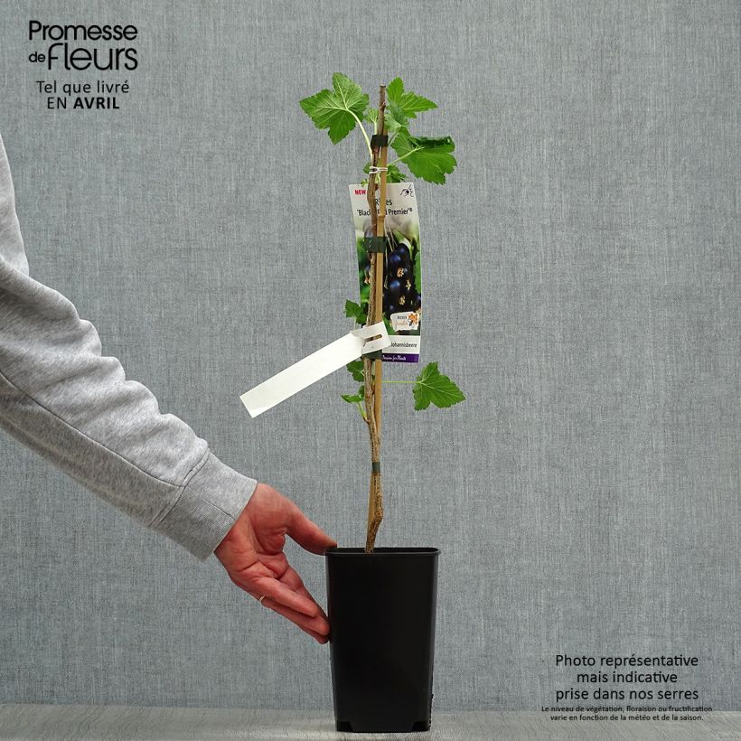 Exemplaar van Zwarte bes Black 'n Red® Premiere Pot van 1,5 l/2 l, Struik zoals geleverd in de lente