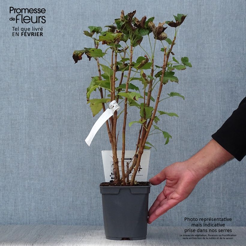 Exemplaar van Zwarte bes Delbard Robusta Pot van 2 l/3 l zoals geleverd in de herfst