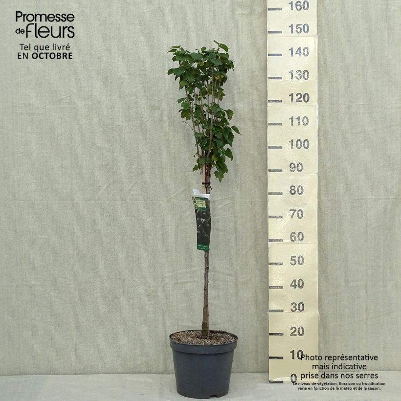 Exemplaar van Zwarte bes Delbard Robusta Pot van 7,5 l/10 l, Kwartstam zoals geleverd in de herfst