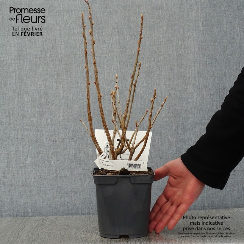 Exemplaar van Zwarte bes Delbard Robusta Pot van 2 l/3 l zoals geleverd in de winter