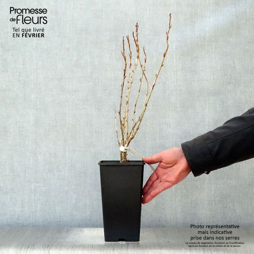 Exemplaar van Zwarte bes Reus van Boskoop Pot van 1,5 l/2 l zoals geleverd in de winter