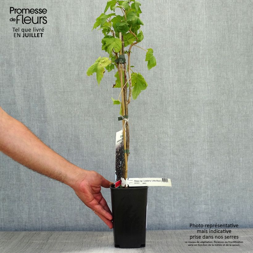 Exemplaar van Zwarte bes Little Black Sugar Pot van 1,5 l/2 l, Struik zoals geleverd in de zomer