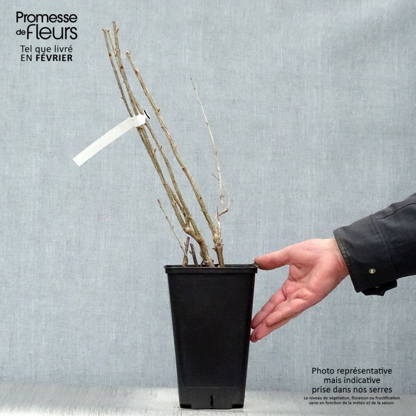 Exemplaar van Zwarte bes Little Black Sugar Pot van 1,5 l/2 l, Struik zoals geleverd in de winter