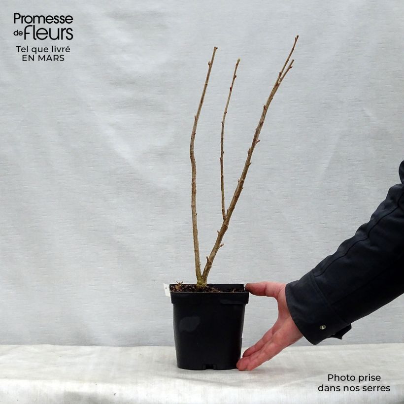 Exemplaar van Zwarte bes Neva Pot van 2 l/3 l, Struik zoals geleverd in de lente