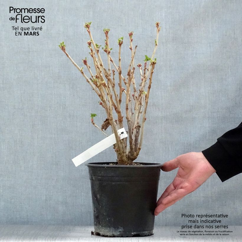 Exemplaar van Zwarte bes Neva Pot van 4 l/5 l, Struik zoals geleverd in de lente