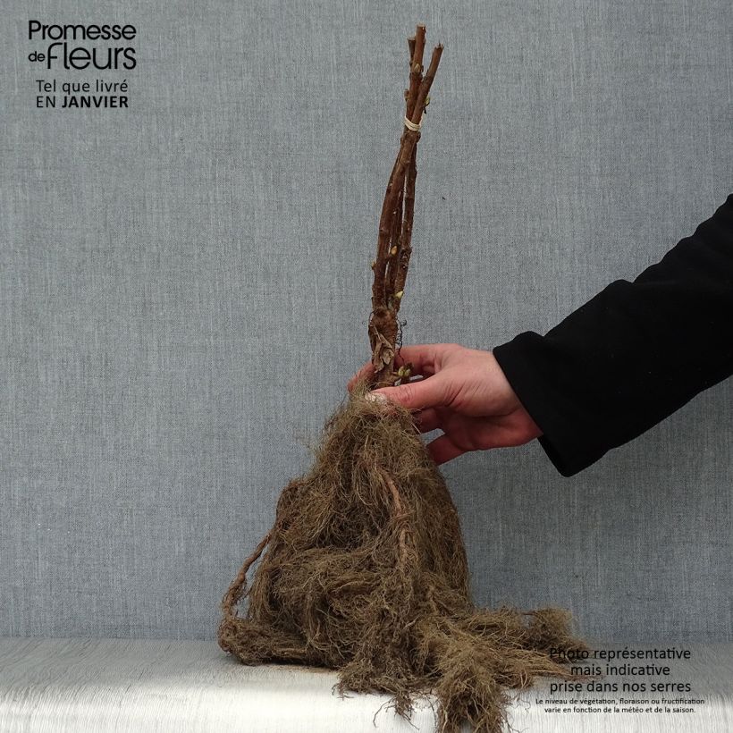 Exemplaar van Zwarte bes Neva Naakte wortel, Struik zoals geleverd in de winter