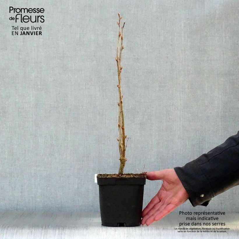 Exemplaar van Zwarte bes Noir de Bourgogne Pot van 1,5 l/2 l, Struik zoals geleverd in de winter