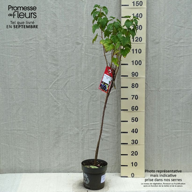 Exemplaar van Zwarte bes Ojebyn Pot van 6 l/7 l, Stengel zoals geleverd in de herfst