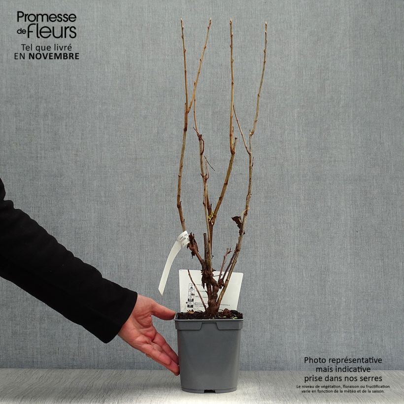 Exemplaar van Zwarte bes Perles d'Auvergne Georges Delbard Pot van 2 l/3 l, Struik zoals geleverd in de herfst