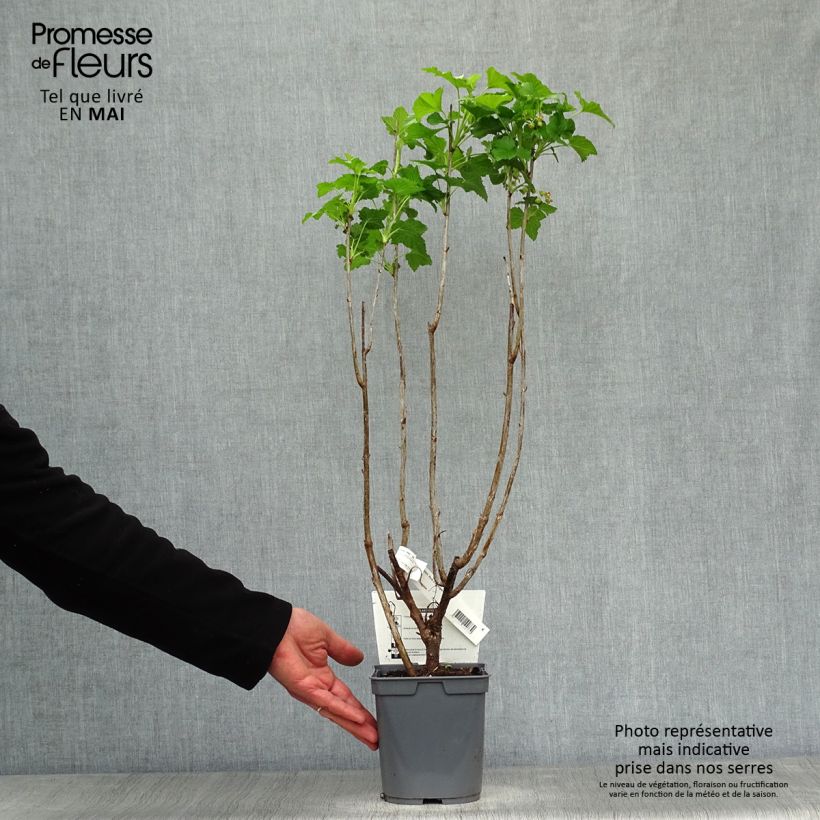 Exemplaar van Zwarte bes Perles d'Auvergne Georges Delbard Pot van 2 l/3 l, Struik zoals geleverd in de lente