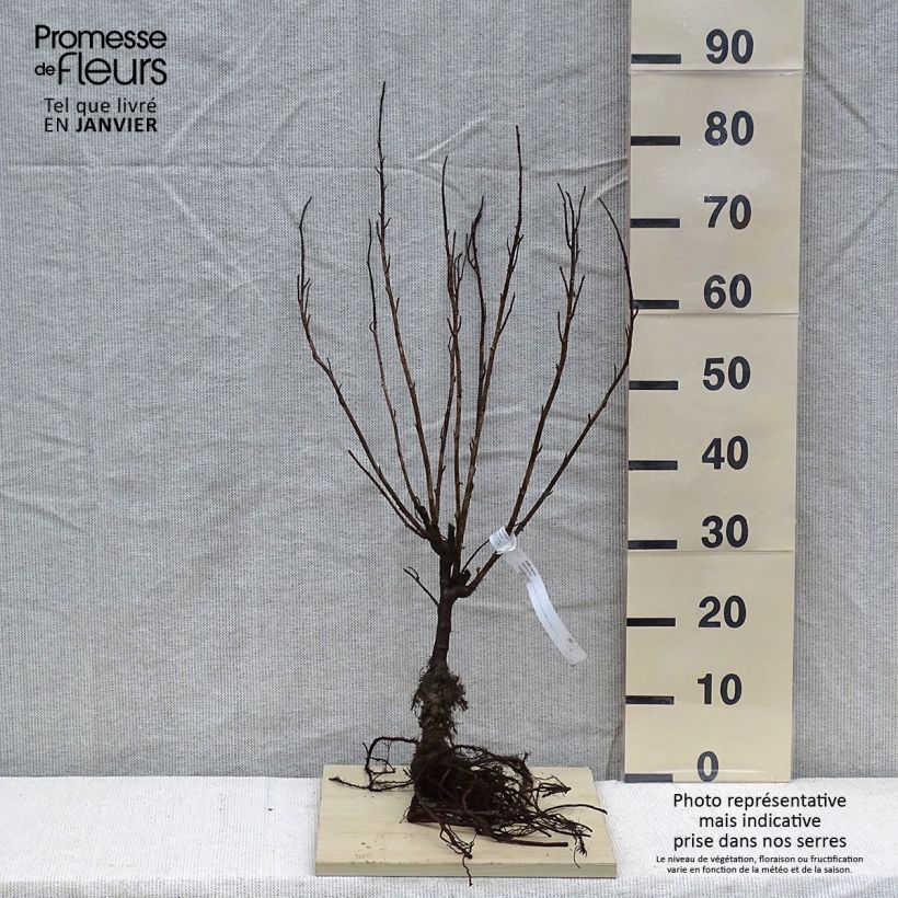 Exemplaar van Zwarte bes - Ribes nigrum Naakte wortel, Struik zoals geleverd in de winter