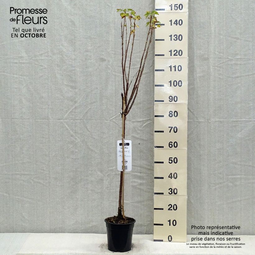 Exemplaar van Zwarte bes Titania Pot van 1,5 l/2 l, Stengel zoals geleverd in de herfst