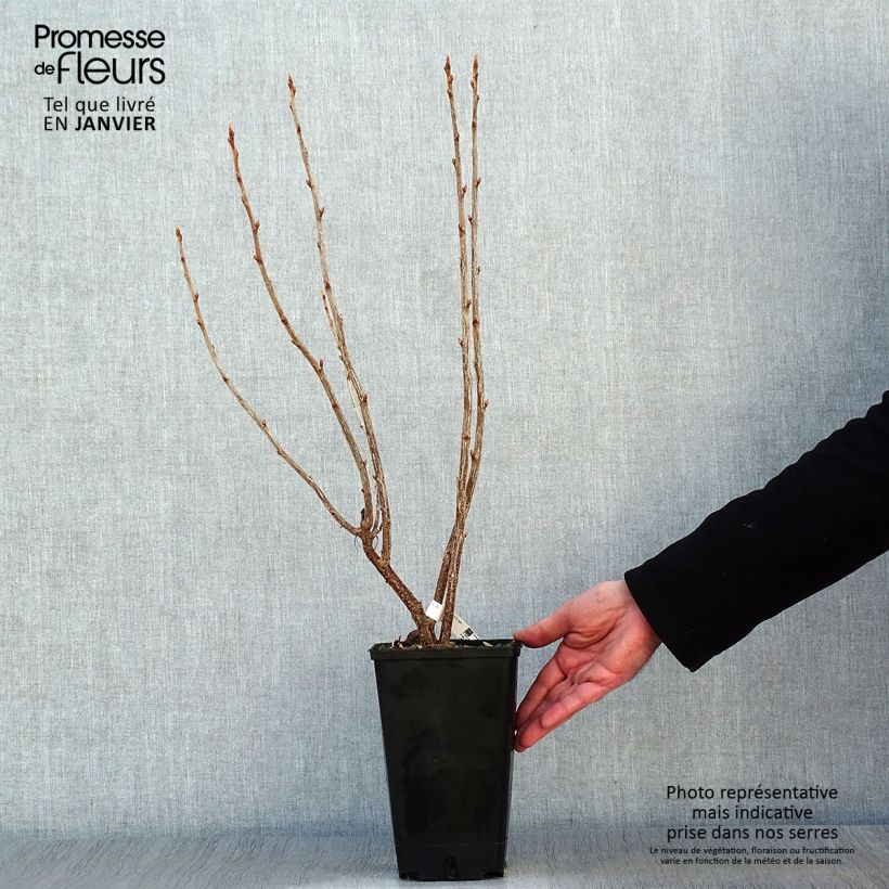 Exemplaar van Zwarte bes Troll Pot van 2 l/3 l, Struik zoals geleverd in de winter