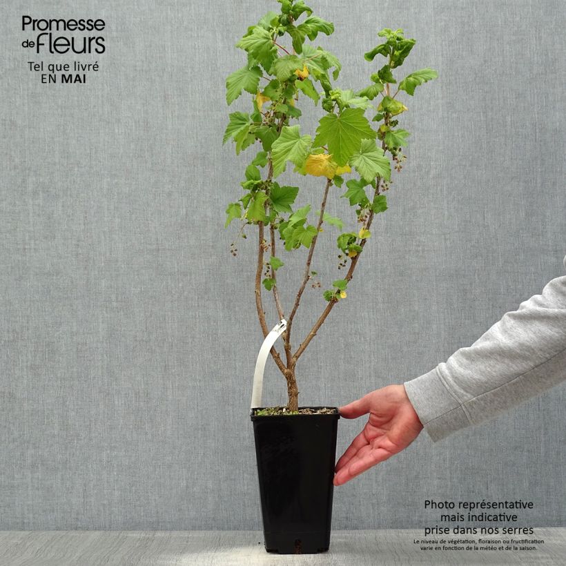 Exemplaar van Zwarte bes Troll Pot van 2 l/3 l, Struik zoals geleverd in de lente