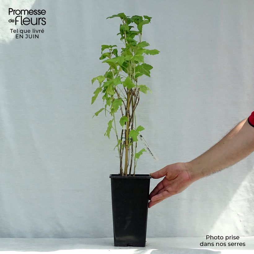 Exemplaar van Zwarte bes Wellington Pot van 1,5 l/2 l, Struik zoals geleverd in de zomer