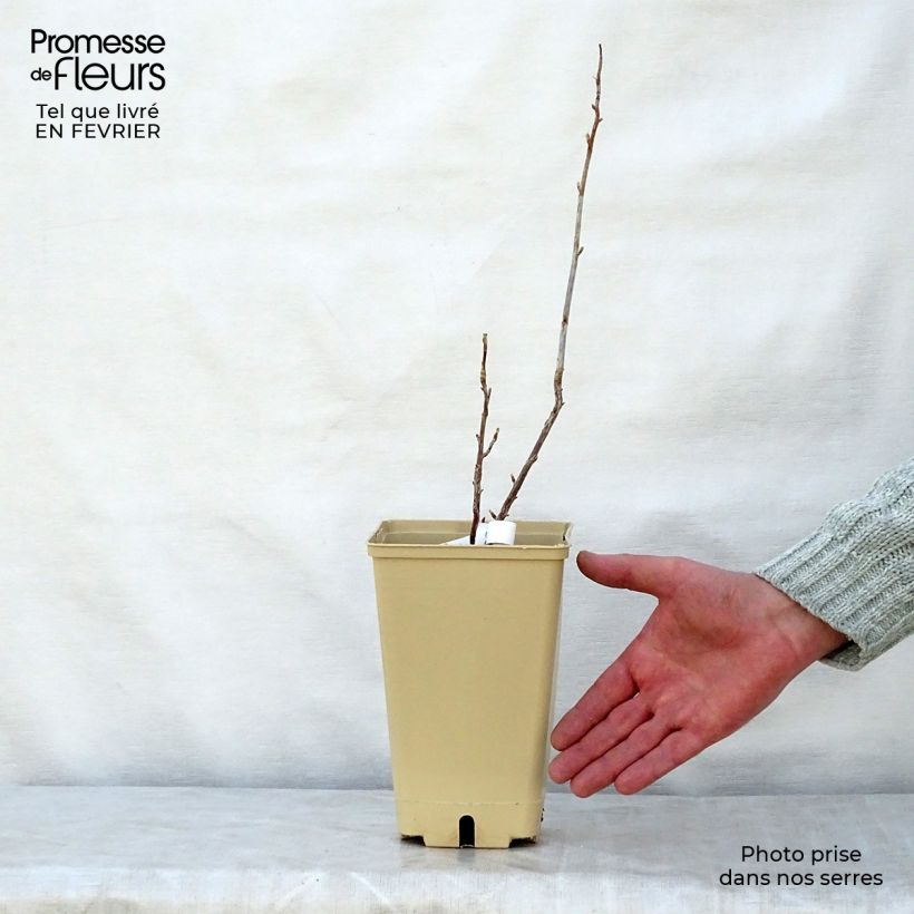 Exemplaar van Zwarte bes Wellington Pot van 1,5 l/2 l, Struik zoals geleverd in de winter