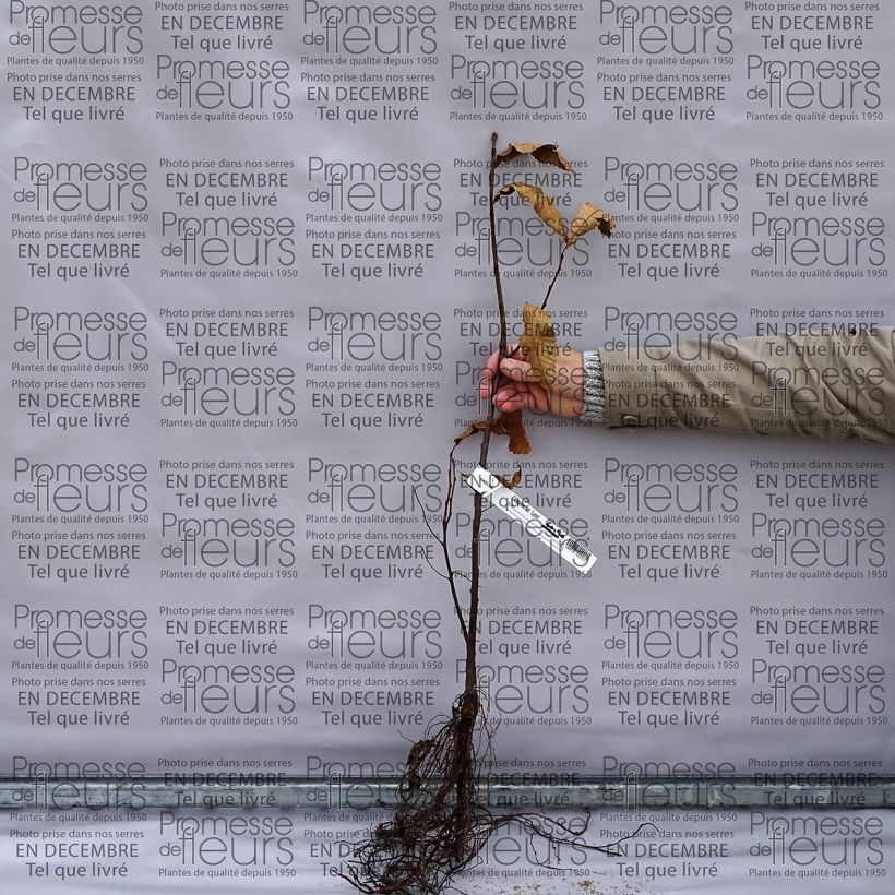 Voorbeeld van een exemplaar van Tamme kastanje Naakte wortel zoals geleverd