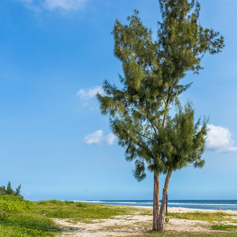 Casuarina equisetifolia - Filao (Groeiplaats)
