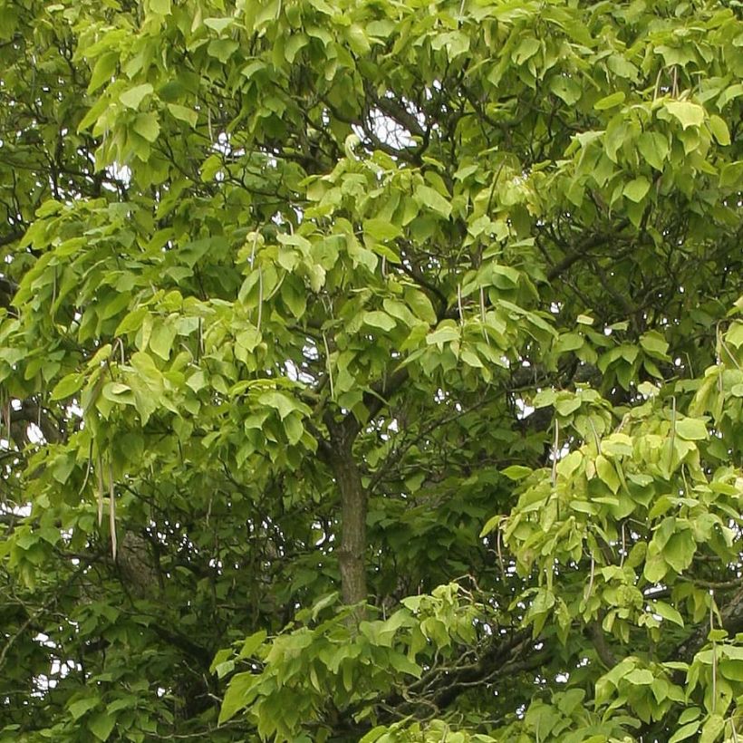 Catalpa bignonioides - Trompetboom (Foliage)