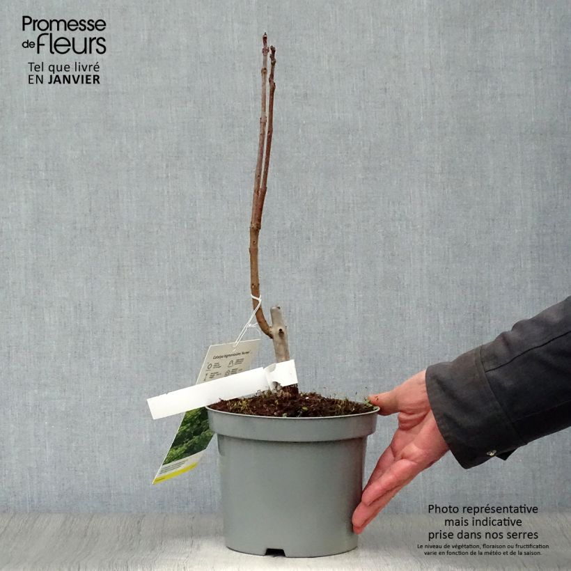 Example of Catalpa bignonioides Aurea - Catalpa doré Pot van 2 l/3 l as you get in hiver