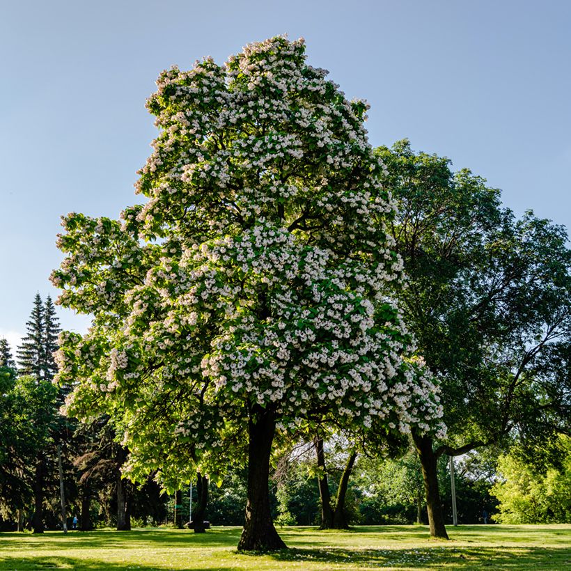 Catalpa bignonioides - Trompetboom (Groeiplaats)