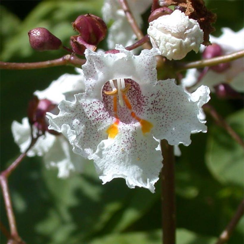 Catalpa erubescens Purpurea - Trompetboom (Flowering)