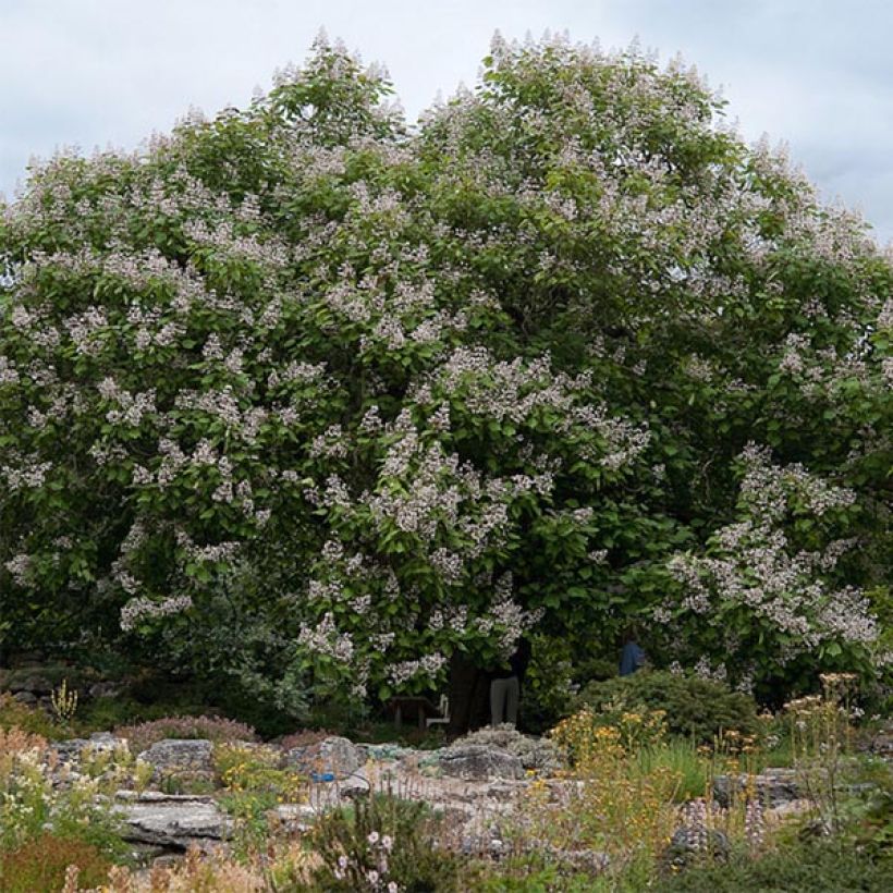 Catalpa erubescens Purpurea - Trompetboom (Plant habit)