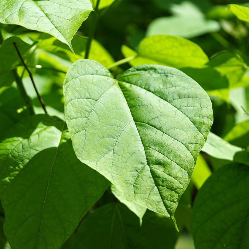 Catalpa bignonioides (zaad) - Trompetboom (Blad)