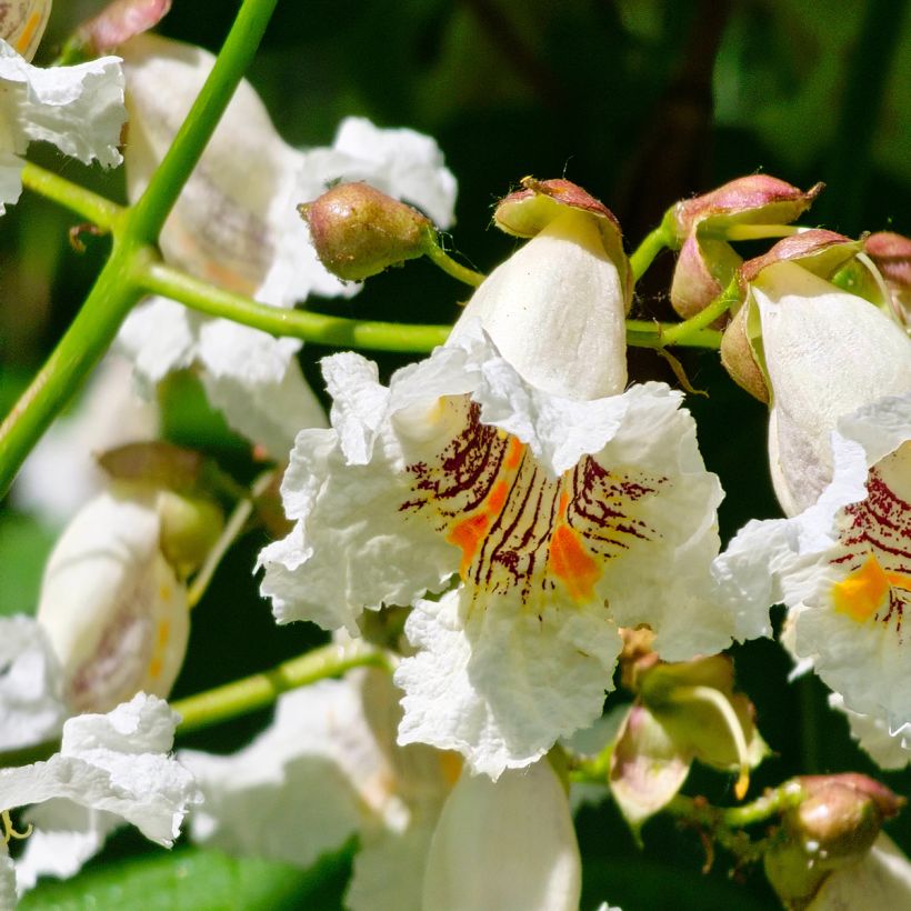 Catalpa bignonioides (zaad) - Trompetboom (Bloei)