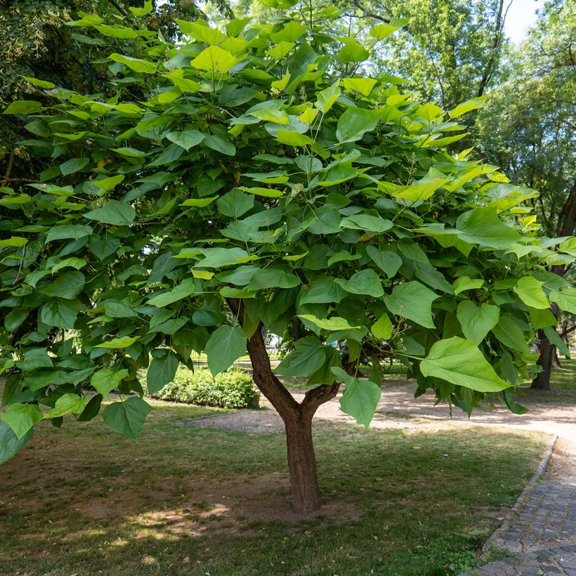 Catalpa bignonioides (zaad) - Trompetboom (Groeiplaats)