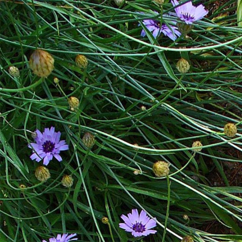 Catananche caerulea - Blauwe strobloem (Foliage)