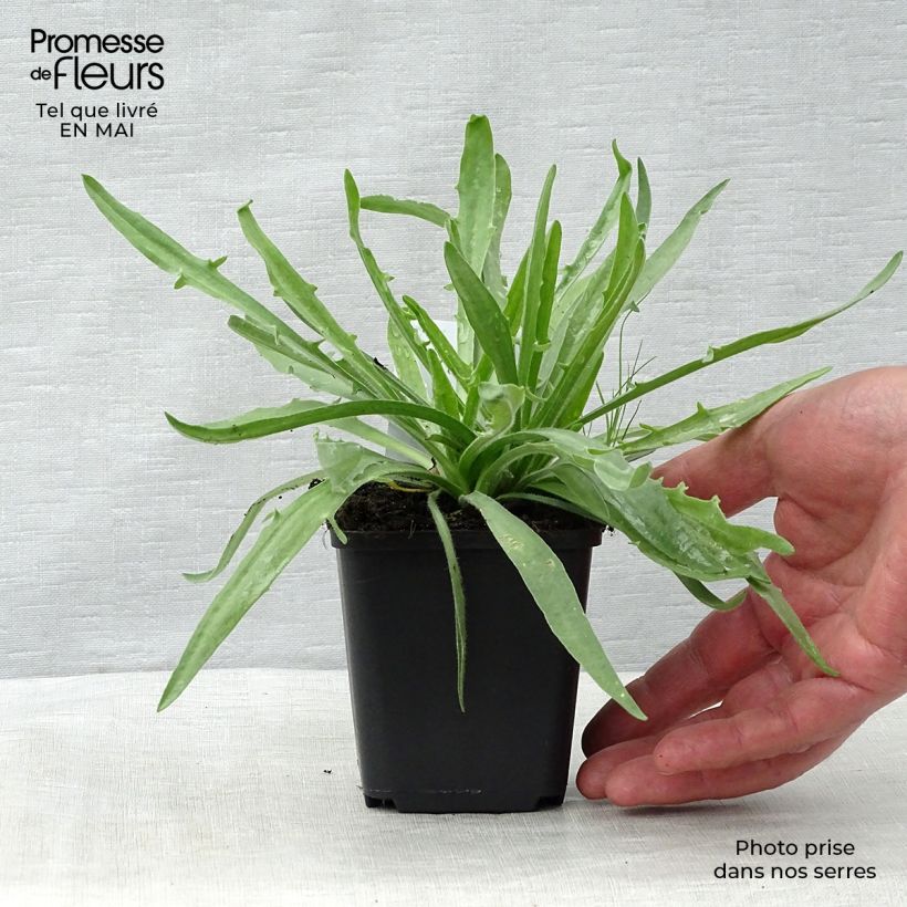 Exemplaar van Catananche caerulea Alba - Witte strobloem Kweekpotje van 8/9 cm zoals geleverd in de lente