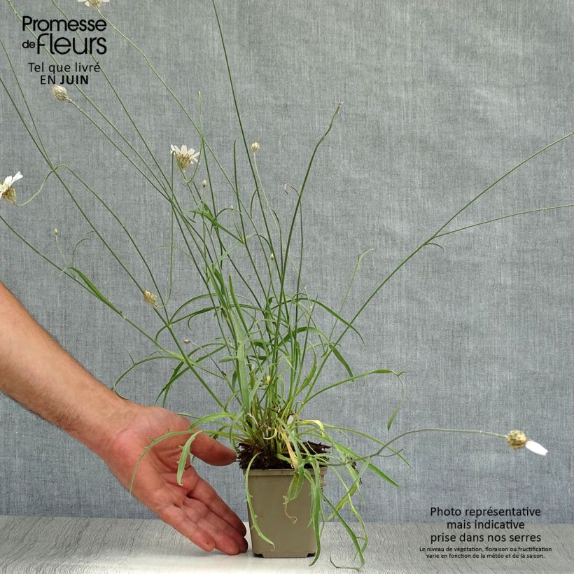 Exemplaar van Catananche caerulea Alba - Witte strobloem Kweekpotje van 8/9 cm zoals geleverd in de zomer